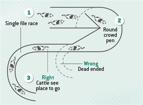 Abattoir design critical to meat quality - Farmers Weekly