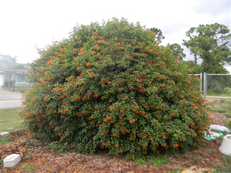 Firebush (Hamelia patens) Fast growing Florida native has red/orange or ...