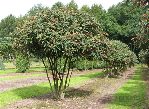 Viburnum rhytidophyllum | Vivacious Viburnums | Pinterest | Gardens