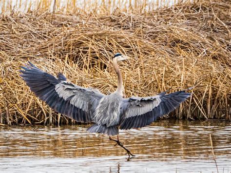 Great Blue Heron with Wings Spread Stock Image - Image of wings, water ...