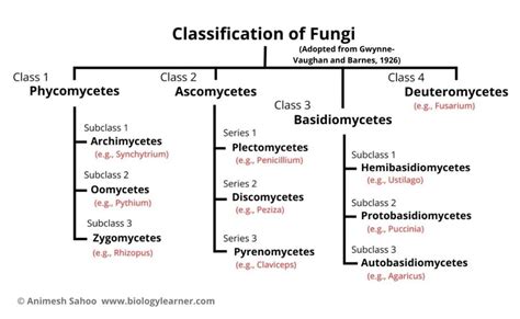 Classification of Fungi