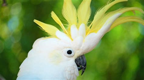 How to Take Care of a Cockatoo | Pet Bird - YouTube