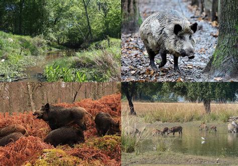 Hunting Tips: Getting The Best Wild Boar Photos on A Trail Camera