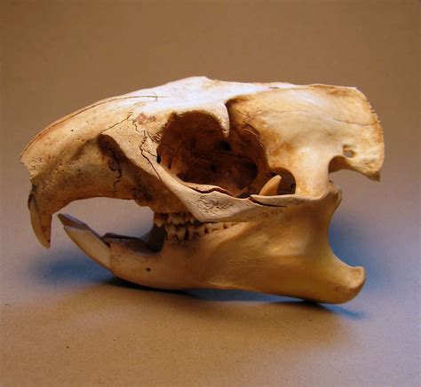 Groundhog Skull Normal | Lynn | Flickr