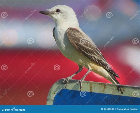 Scissor Tail Flycatcher Bird Perched Stock Image - Image of eyes, macro: 73603589