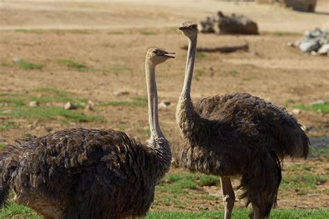 Ostrich | San Diego Zoo Animals & Plants