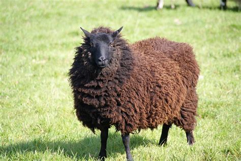 A brown sheep | Flickr - Photo Sharing!