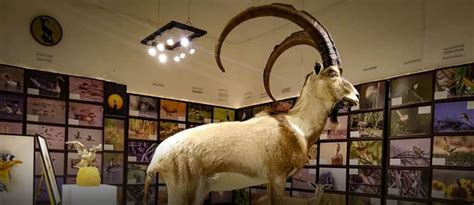 Sindh Wildlife Museum: Location, Timings & More | Zameen Blog