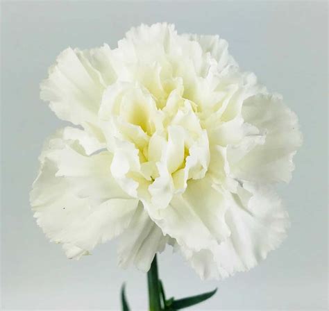 CARNATION WHITE - Wholesale Bulk Flowers - Cascade Floral | White carnation bouquet, Carnations ...