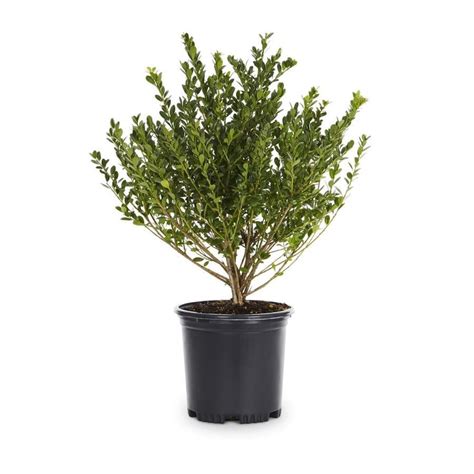 2.5-Quart Japanese Holly Compact Foundation/Hedge Shrub in Pot (L5284 ...