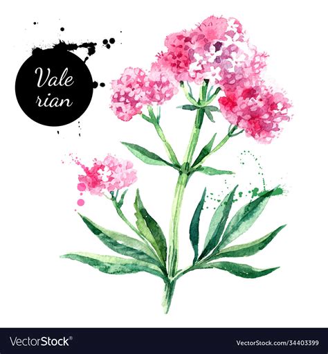 Hand drawn watercolor valerian flower painted Vector Image