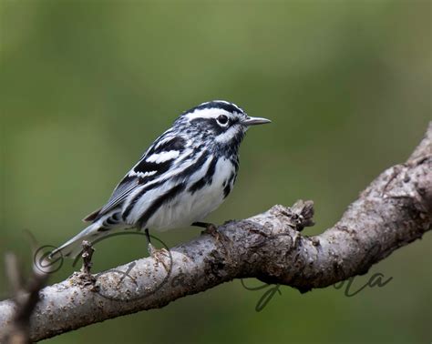 Dan Gomola Wildlife Photography | Songbird Migration - The Beginning