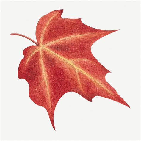 Psd Red autumn leaf botanical | Premium PSD - rawpixel