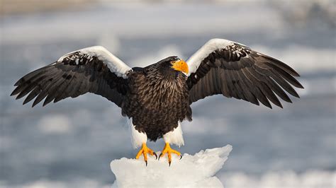 Sea Eagle Bird | Info & Latest Cute Pictures | All Wildlife Photographs