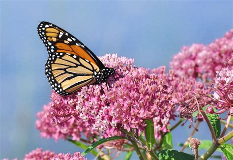 How Can the Power Industry Help the Monarch Butterfly? | EPRI Journal