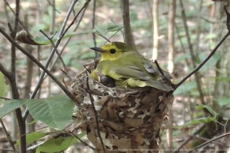 Living with cowbird nest parasitism—and thriving - American ...