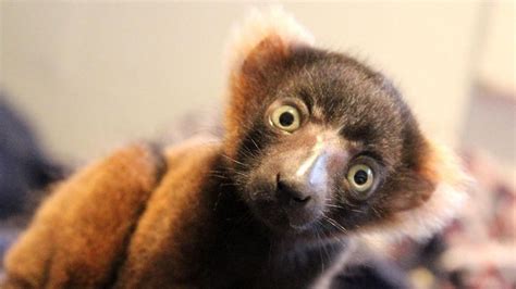 Our red ruffed lemur infant has a name - The Lemur Conservation Foundation