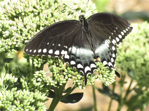 Spicebush Swallowtail Butterfly – Life CycleDonna L. Long