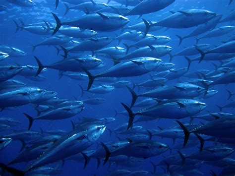 Bluefin Tuna Reveal Global Ocean Patterns of Mercury Pollution | Rutgers University