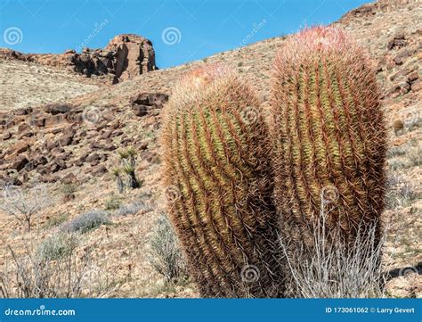 Huge Barrel Cactus, Mojave National Preserve Stock Photo - Image of black, cactus: 173061062