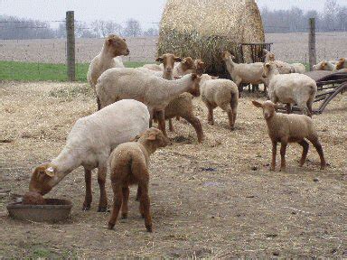 Garey's Tunis Sheep Farm | Sheep farm, Sheep, Critter