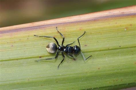 Ant mimicking spider at Wallaman Falls, North Queensland