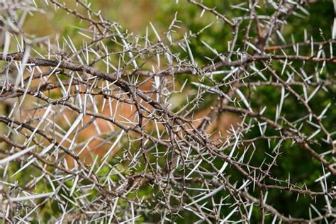 Thorny Bushes