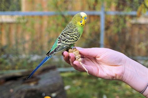 What are the birds that kids can keep? Read about the Best Pet Birds for Kids