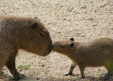 Capybara as a Pet – Capybara