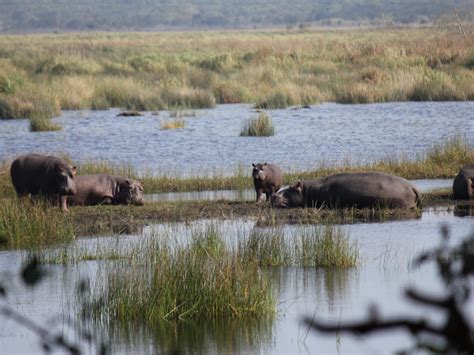 Dangerous Animals in Tanzania: 7 Deadliest Animals To Avoid - Travel ...