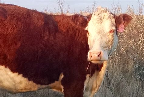 Pinkeye in cattle can be costly - Manitoba Co-operator