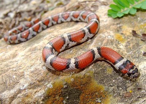 Red Milk Snake, Lampropeltis triangulum syspila. Red, black and white ...