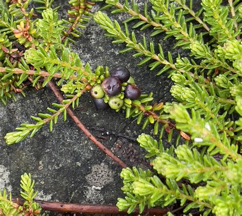 Earthwatch 1: Counting crowberry – Notes from a California naturalist