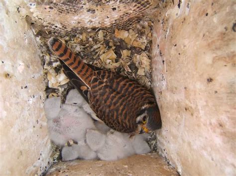 The 2020 American Kestrel Nesting Season – Columbus Audubon