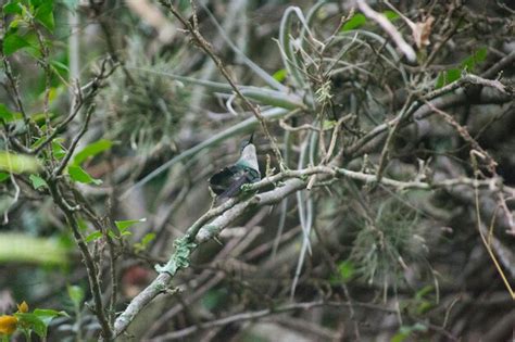 Premium Photo | Trees in forest hummingbird