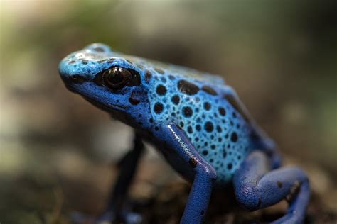 Check out our Poison Dart Frogs at Australia Zoo