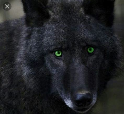 Black Wolf with green eyes💚🐺 | Wolf eyes, Wolf pictures, Black wolf