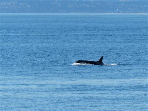 Researchers study public comments on orca conservation to aid future protection efforts ...