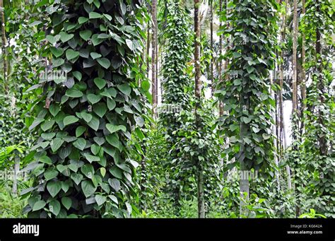 Black pepper plant hi-res stock photography and images - Alamy