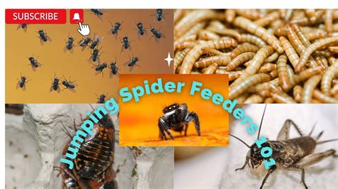 Jumping Spider Feeders 101 -- What, How, When to Feed Your Jumping ...