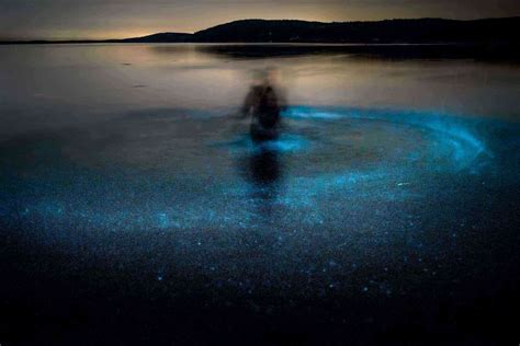 Behold! Dazzling Bioluminescent Wonders Around the World – Fodors ...