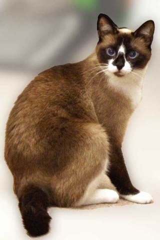 The Snowshoe Cat Breed: Why Are They So Rare? | The Pets Dialogue