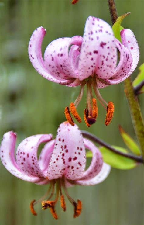 Tiger lilies ~ Stunning nature