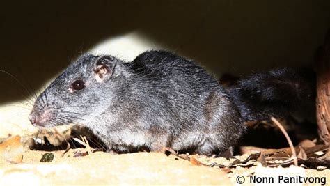 Species of the Week: a squirrel? a rat? No, its Kha-Nyou (Laonastes ...