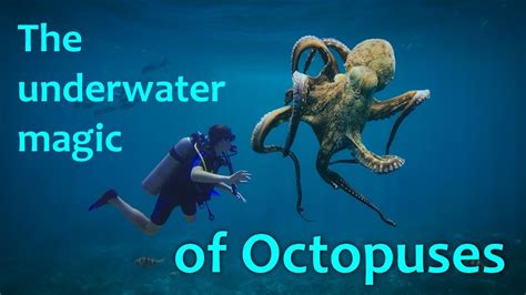 Masters of Disguise: The Amazing world of Octopus Camouflage #fascinating #animals - YouTube