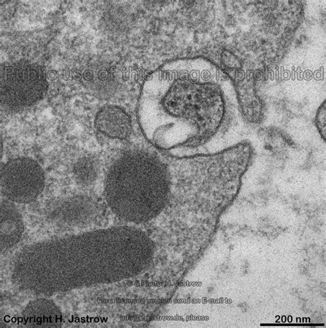 P - Vokabular der mikroskopischen Anatomie - Vocabulary of microscopic Anatomy