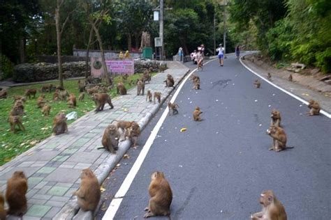 Start of a horror movie - Review of Monkey Hill, Phuket Town, Thailand - Tripadvisor