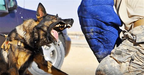 A Rare Glimpse Into Military Dog Training – I Love GSD