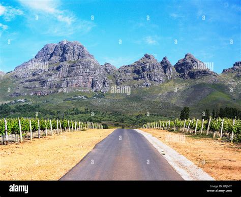 Road through vineyards, South Africa Stock Photo - Alamy