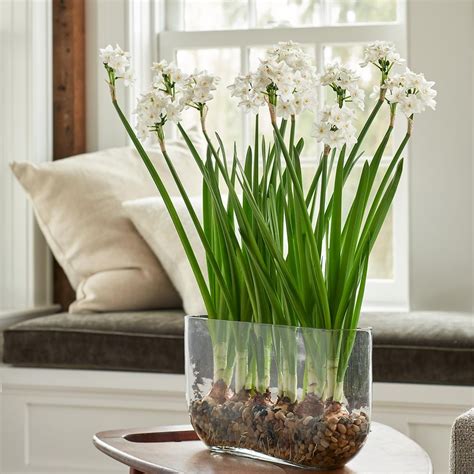 Paperwhite Kit with Windowsill Vase | White Flower Farm